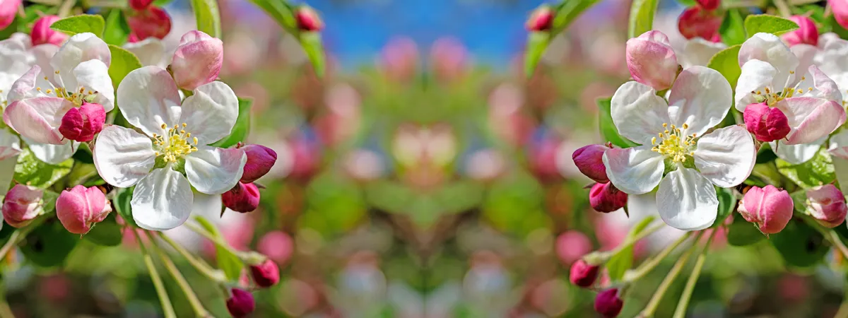 Apple blossoms mirrored as a panorama
